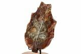 Polished Petrified Wood (Araucaria) Leaf with Stand - Madagascar #335214-4